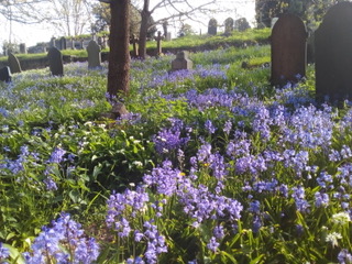Bluebells at. FPC. 1