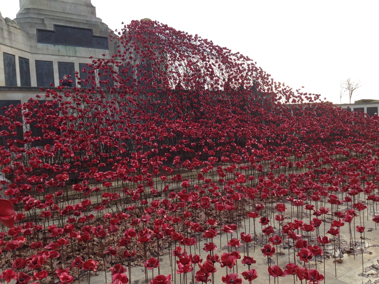 Poppies on the Hoe