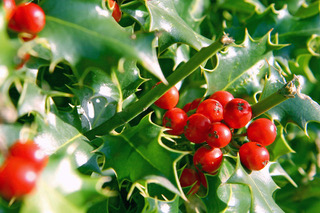 holly and berries pic